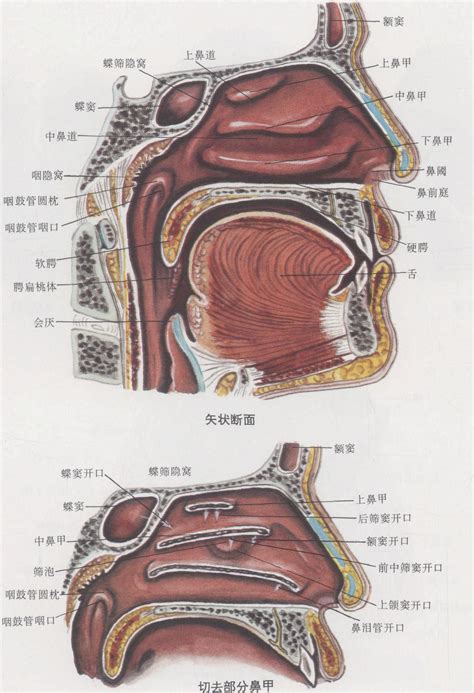 鼻子跟嘴巴中間|嘴巴和鼻子之间叫什么